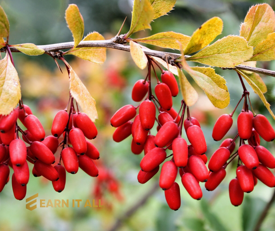 Berberine: Unraveling The Many Uses of This "Wonder" Alkaloid